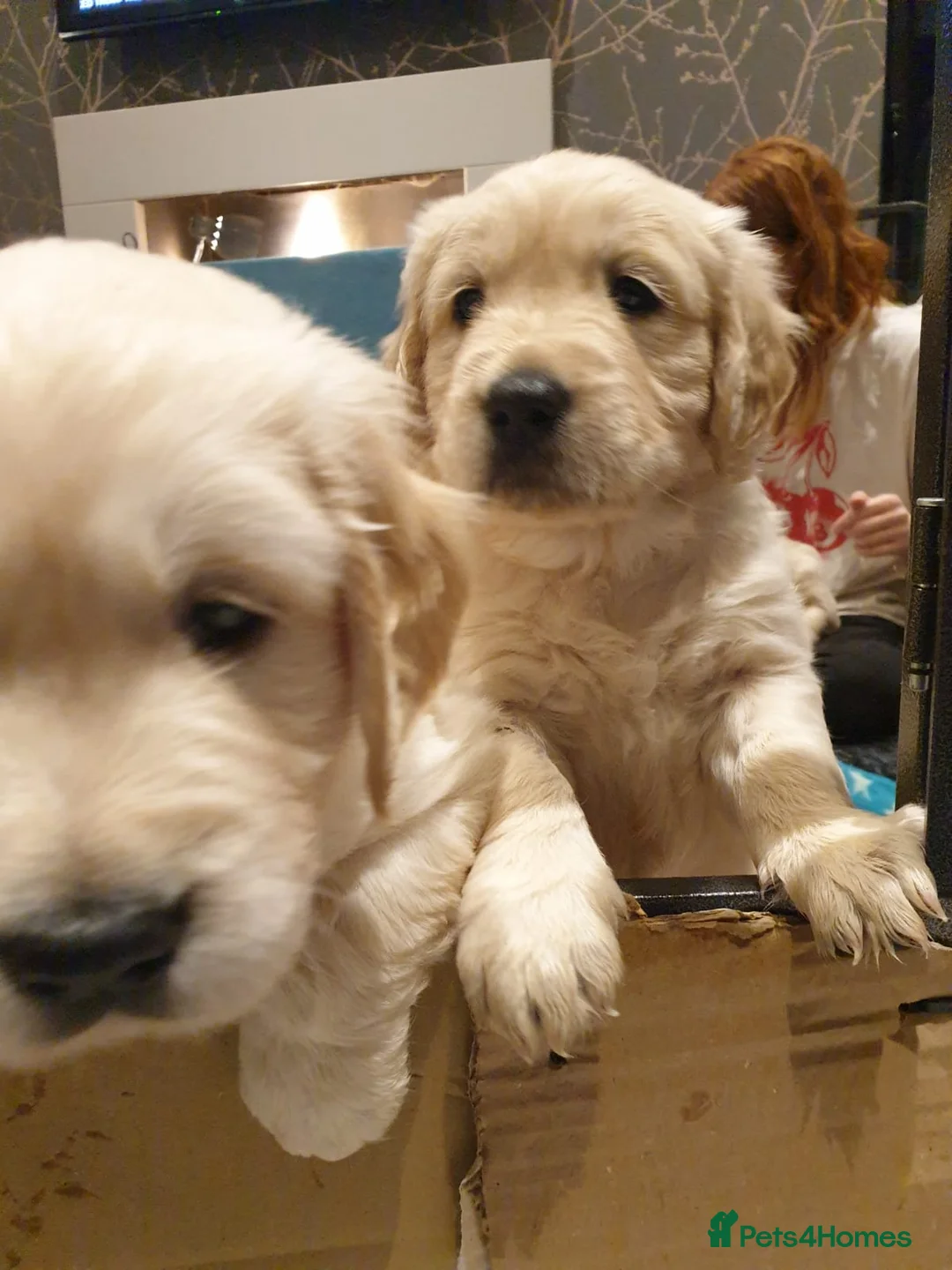 Golden Retriever dogs for sale: Beautiful Golden Retriever Puppies for Sale  - Advert 3