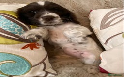 Cocker Spaniel dogs for sale: Adorable show cocker puppies - Image 10