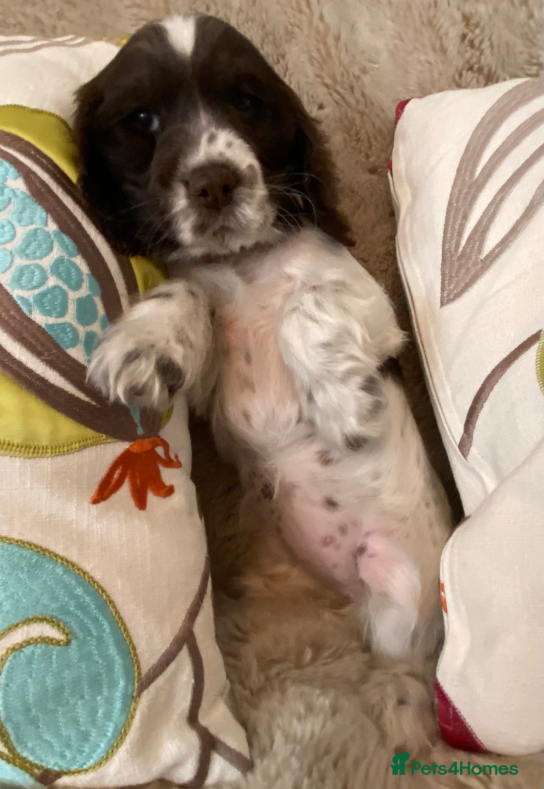 Cocker Spaniel dogs for sale: Adorable show cocker puppies - Image 10