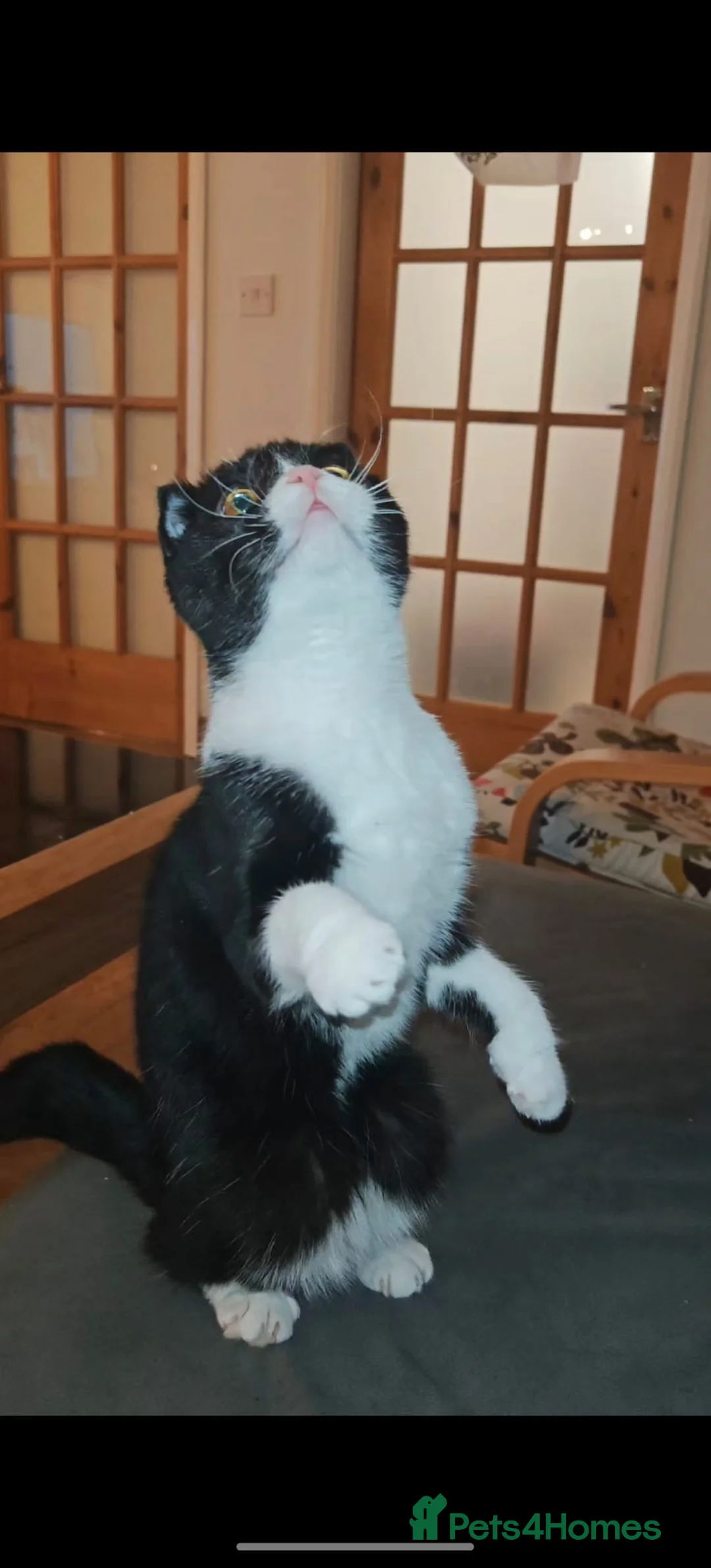 Scottish Fold cats for sale: Gorgeous 1 Year Old Scottish Fold Girl - Advert 4