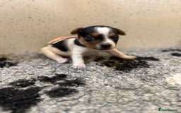 Jack Russell dogs for sale: Jack Russell puppies  - Image 6