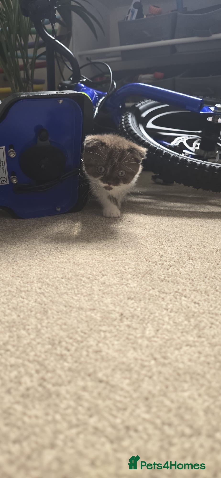 Scottish Fold cats For sale Scottish fold kitties  - Advert 2