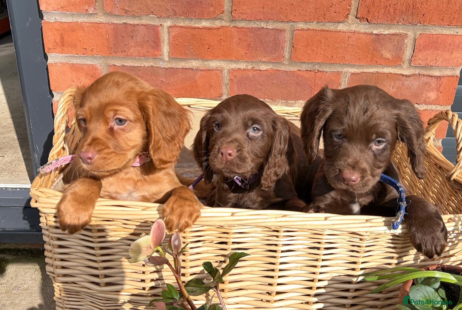 Cocker Spaniel dogs KC registered Cocker Spaniel Puppies - Advert 1