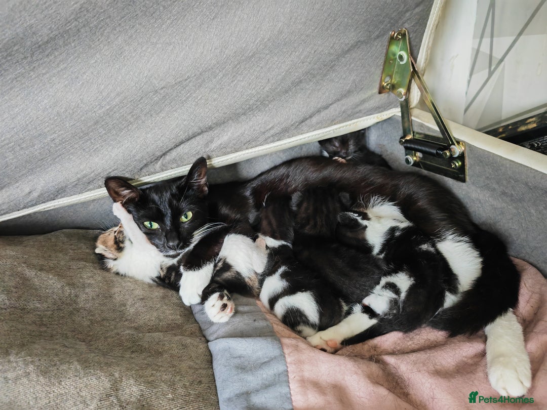 Mixed Breed cats for sale: ****** - Image 5