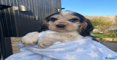 Cocker Spaniel dogs Fully health tested KC Cocker Spaniel puppies - Advert 7