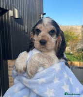 Cocker Spaniel dogs Fully health tested KC Cocker Spaniel puppies - Advert 7