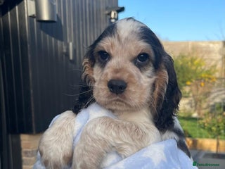 Cocker Spaniel dogs Fully health tested KC Cocker Spaniel puppies - Advert 1