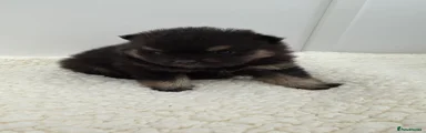 Pomeranian 3