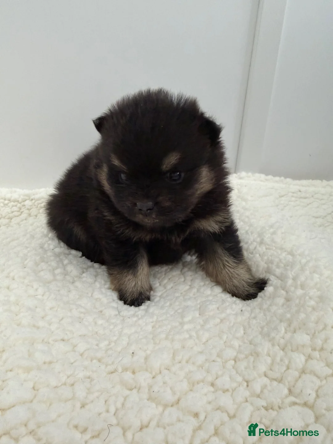 Pomeranian dogs for sale: Pomeranian puppies - Advert 9