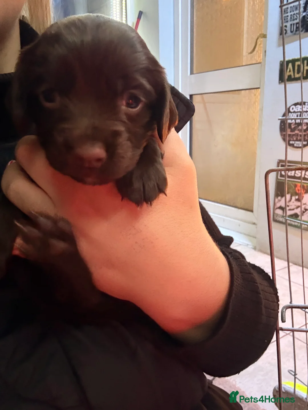 Sprocker dogs for sale: Sprocker Pups - Advert 29