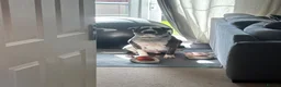 Mixed Breed dogs for sale: Male dog looking for forever home  in Stourbridge - Advert 8