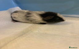 Guinea Pig rodents for sale: Skinny Pigs and Skinny Carriers - Image 17