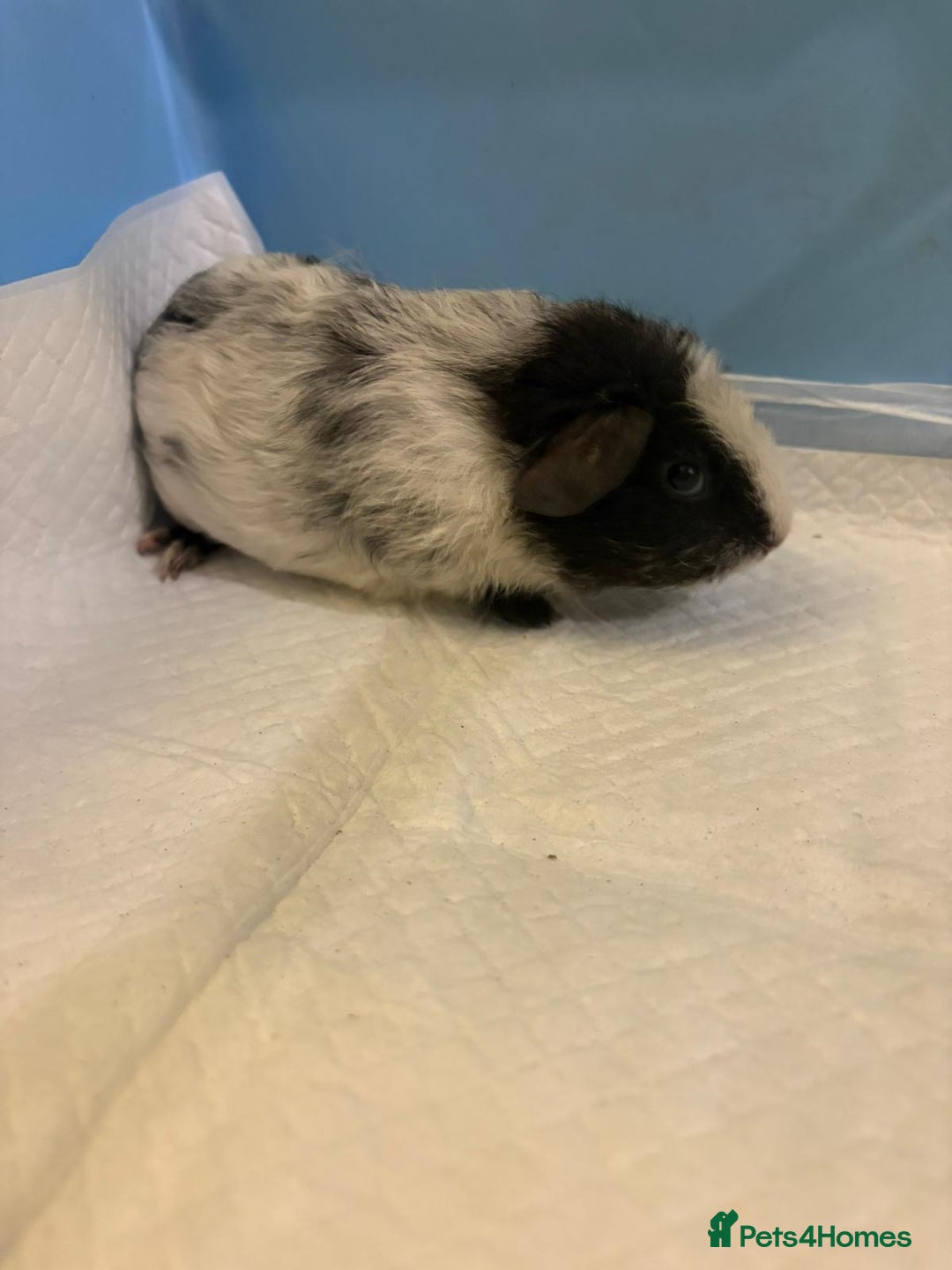Guinea Pig rodents for sale: Skinny Pigs and Skinny Carriers - Image 17