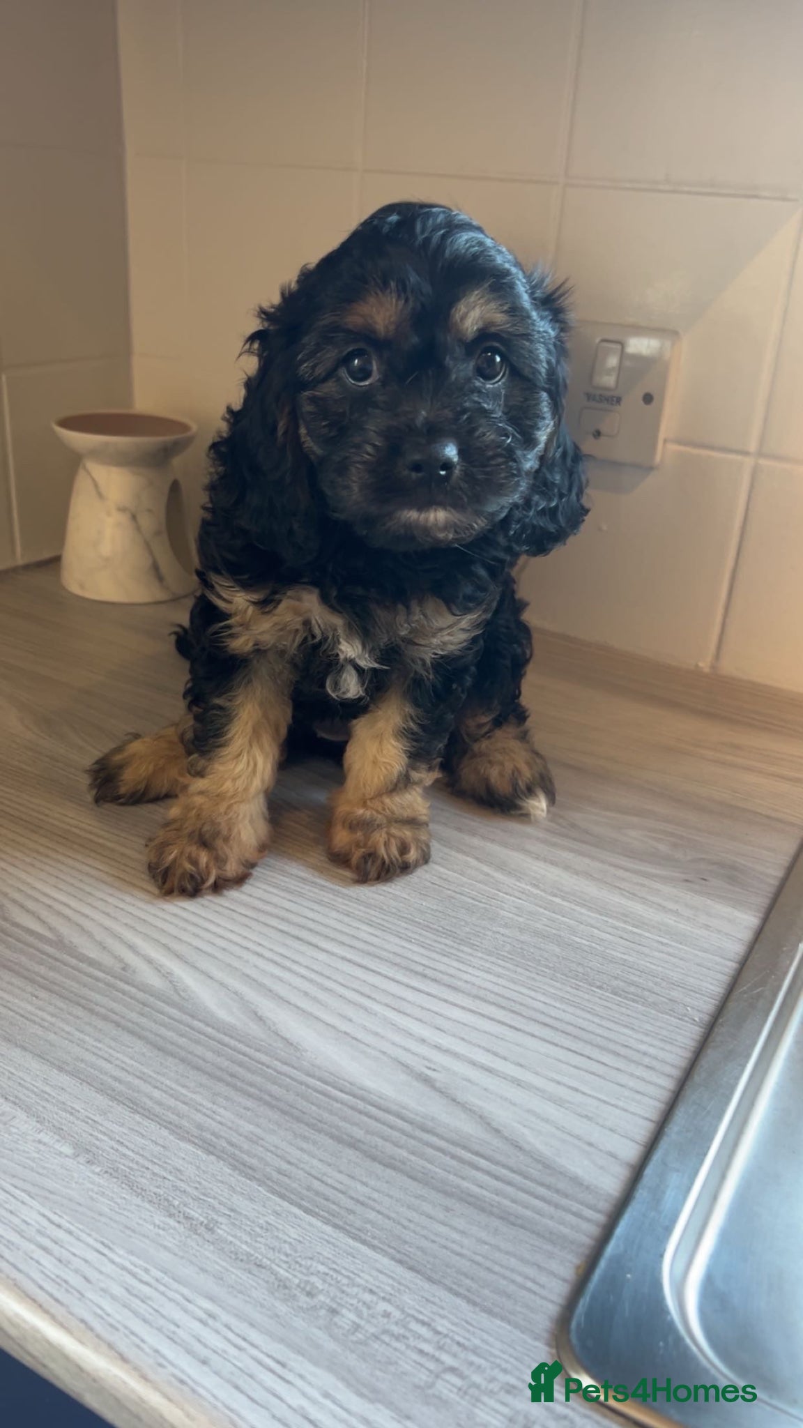 Cavapoo dogs Cavapoo boys and girls  - Advert 2