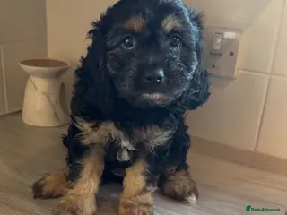 Cavapoo dogs Cavapoo boys and girls - Advert 1