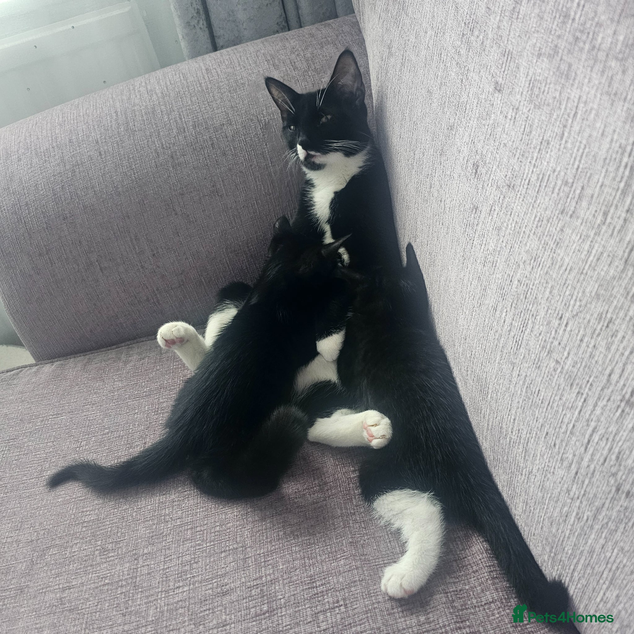 Mixed Breed cats Kittens for sale - Advert 10