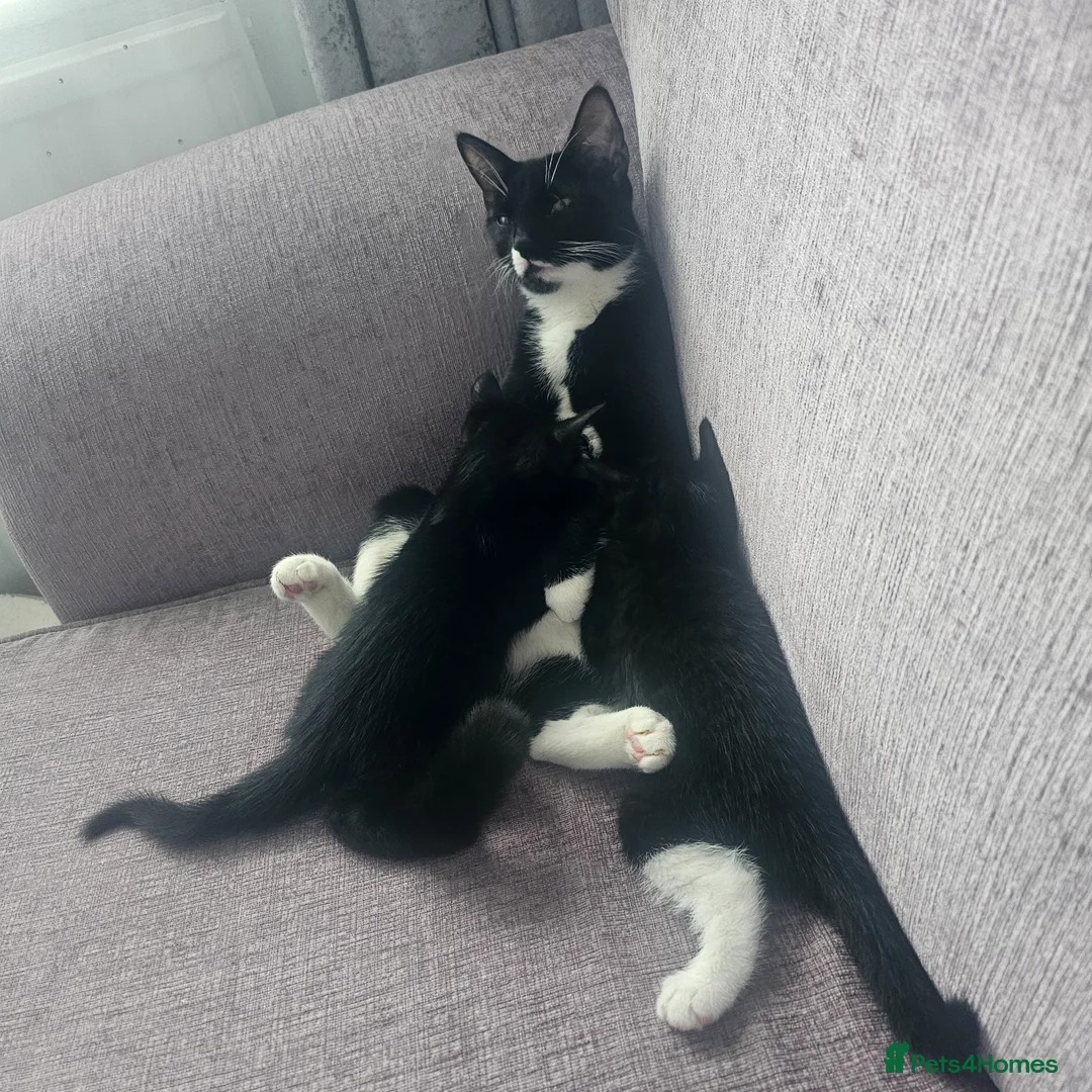 Mixed Breed cats for sale: Kittens for sale in Northampton - Advert 1