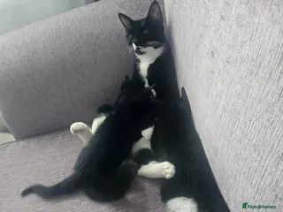 Mixed Breed cats Kittens for sale - Advert 10