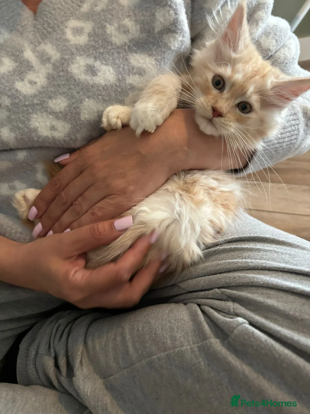 Maine Coon cats for sale: GCCF Maine coon male in March - Advert 1