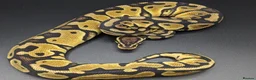 Python Snake reptiles for sale: Range of Royal Pythons - Advert 22