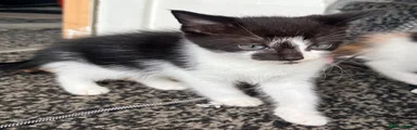 British Shorthair 2