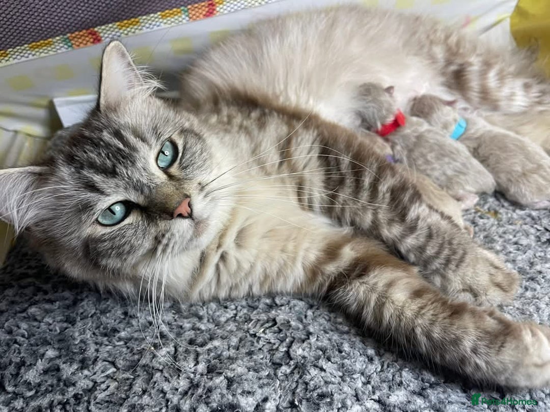 Ragdoll cats for sale: 💫Pedigree Cherubim Ragdolls💫 - Image 14