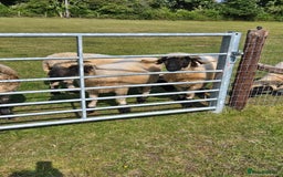 Sheep livestock for sale: Pedigree Valais Ewes - Image 3