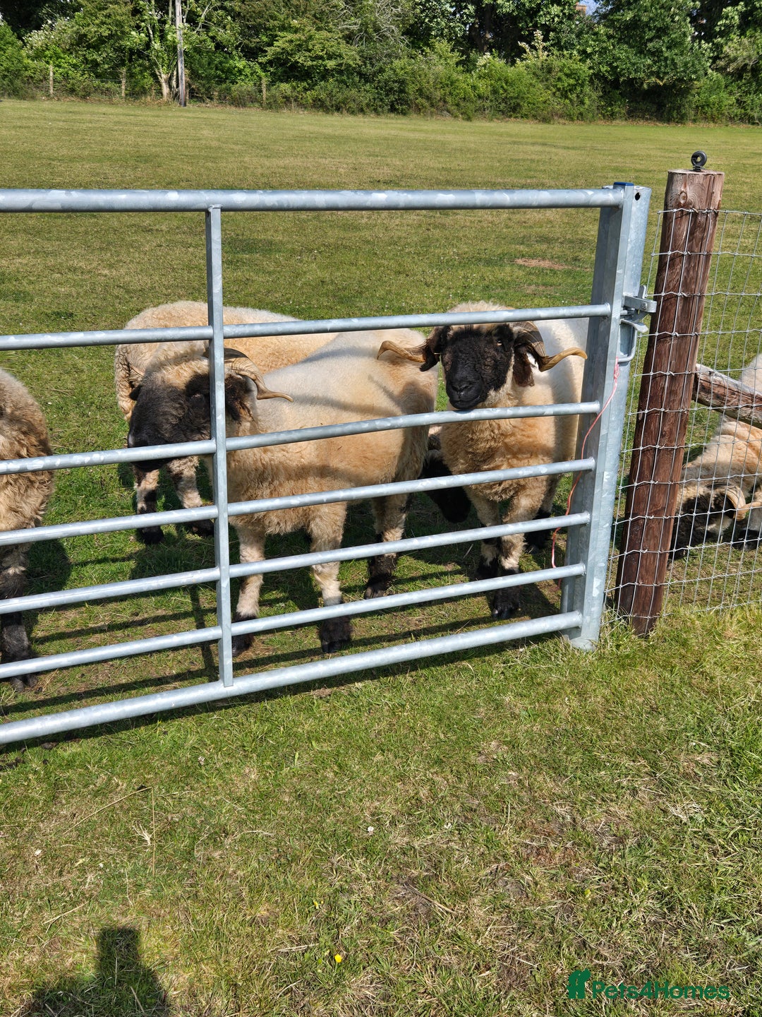 Sheep livestock for sale: Pedigree Valais Ewes - Image 3
