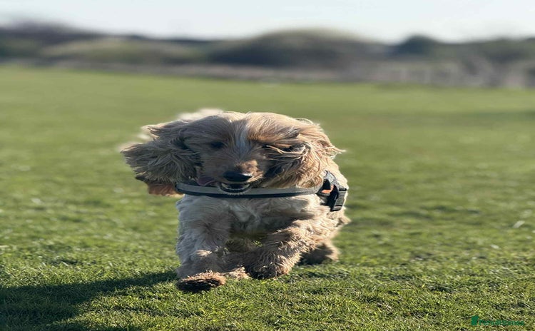 Cocker Spaniel dogs - Advert 6