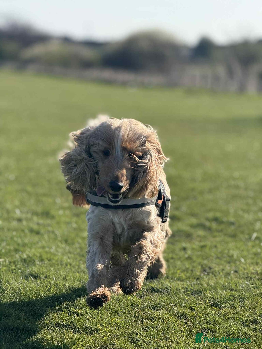 Cocker Spaniel dogs for sale: Beautiful Bailey age 6 looking for a new home - Image 1