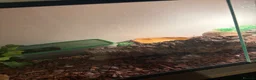 Leopard Gecko reptiles for sale: Leopard gecko and enclosure and spray bottle  - Advert 5
