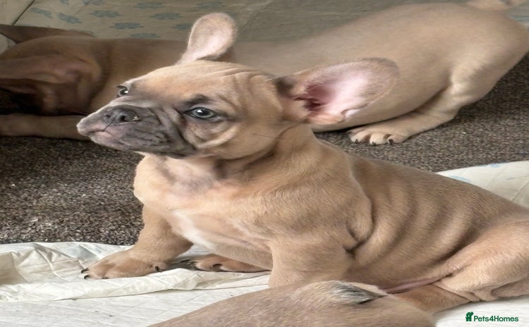 French Bulldog dogs - Advert 12