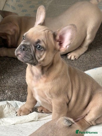 French Bulldog dogs - Advert 1