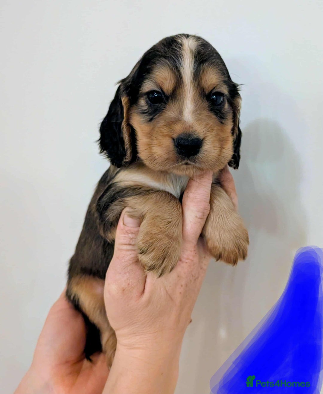 Cocker Spaniel dogs for sale: Beautiful Cocker Spaniel puppies - Image 6
