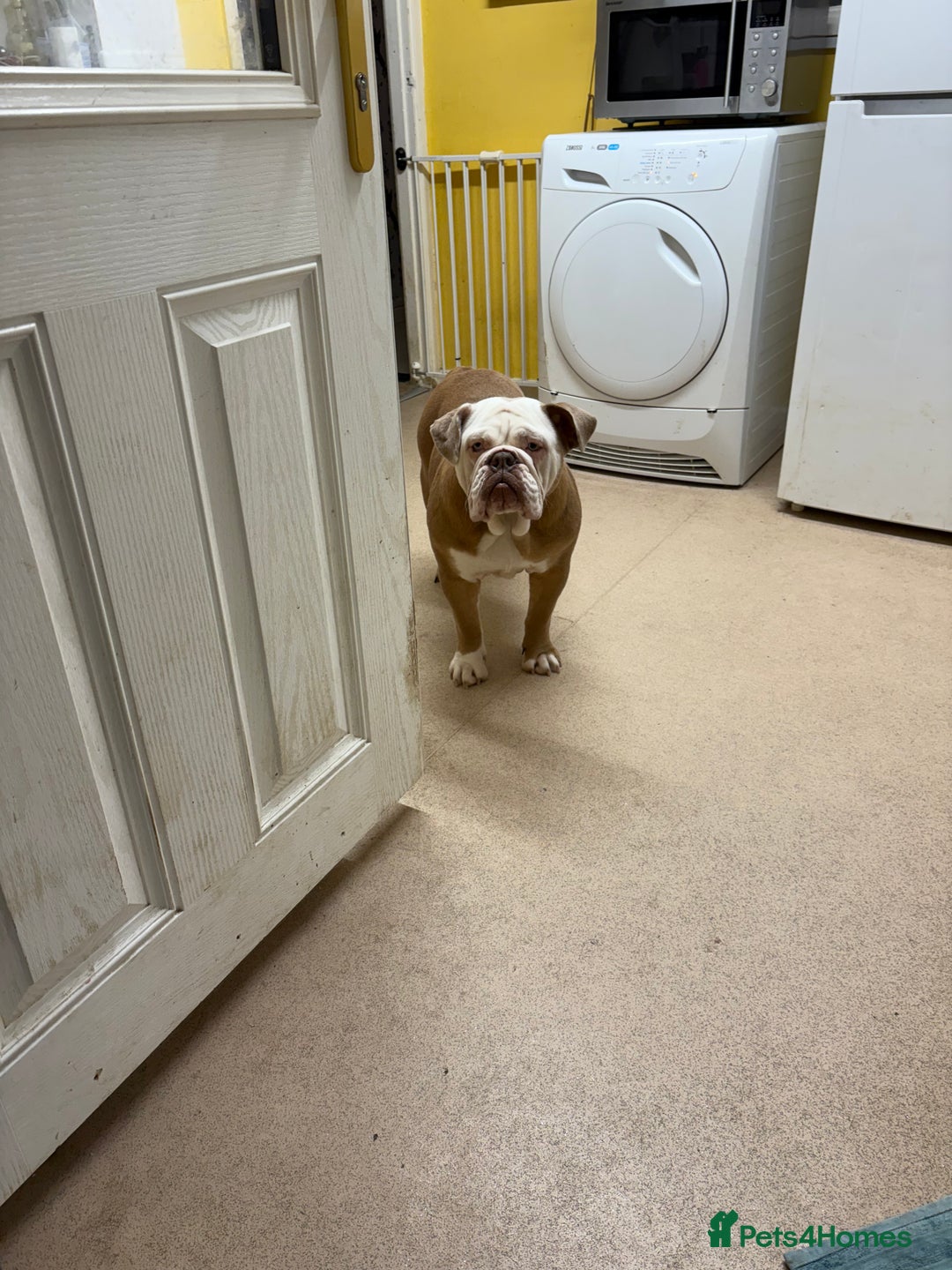 English Bulldog dogs for sale: New English bulldog girl - Advert 6