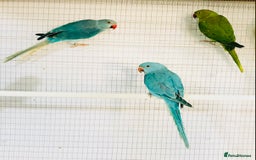 Ringnecks birds for sale: Beautiful coloured ringneck parrots for sale. - Image 10