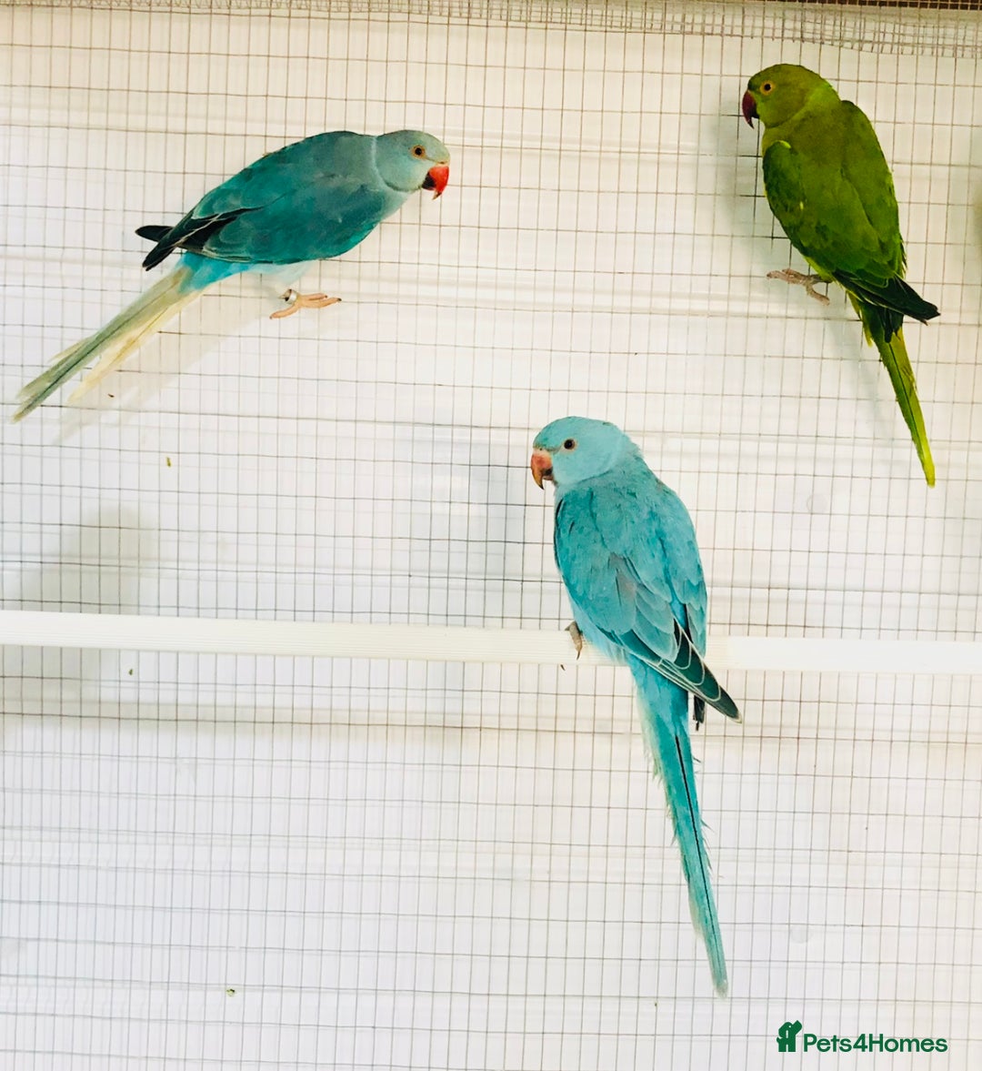 Ringnecks birds for sale: Beautiful coloured ringneck parrots for sale. - Image 10