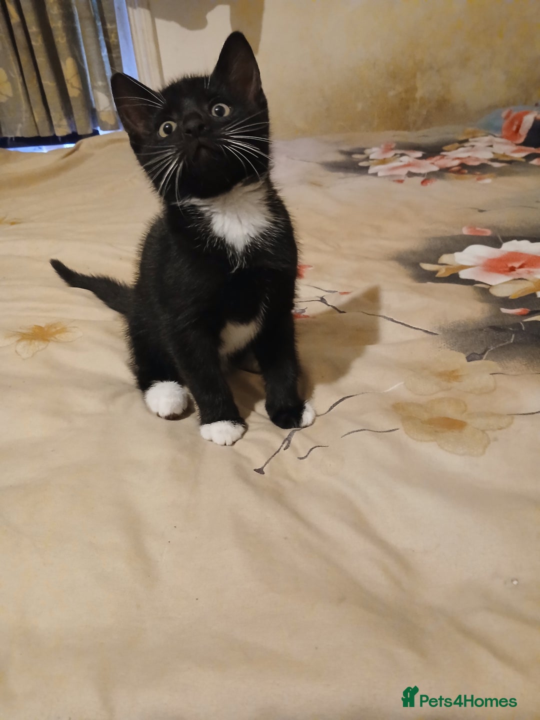 Mixed Breed cats for sale: Kittens for sale - Advert 11