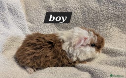 Guinea Pig rodents for sale: Baby sheltie and texel guineapigs  - Advert 10
