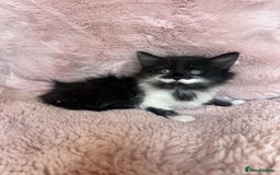 Mixed Breed cats for sale: Maine coon cross ragdoll kittens - Image 9