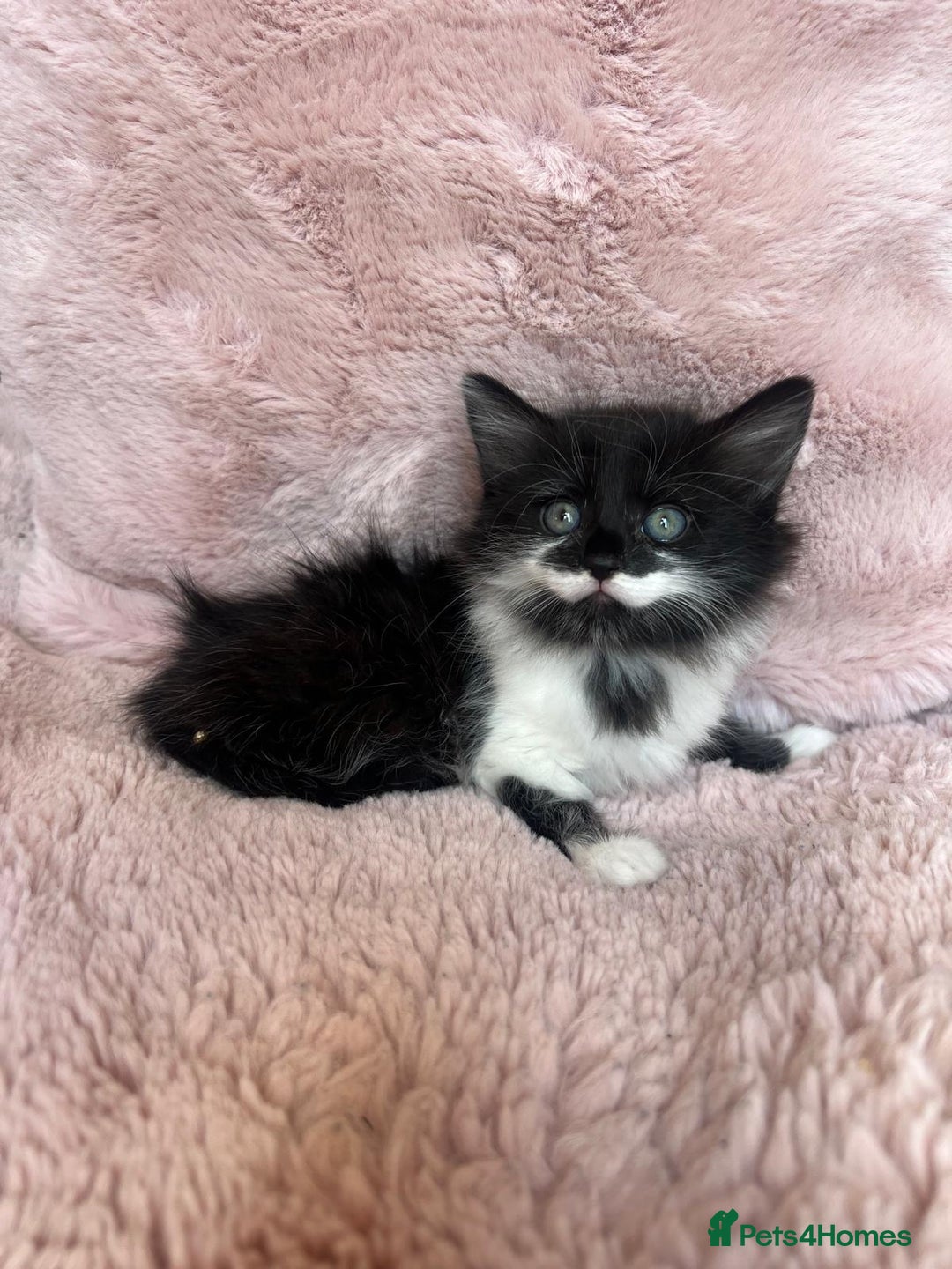 Mixed Breed cats for sale: Maine coon cross ragdoll kittens - Image 9