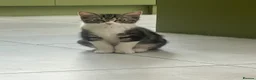 Mixed Breed cats for sale: 🐾 Push Pop & Mouse  - Advert 3