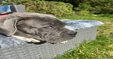 Mixed Breed dogs - Advert 3