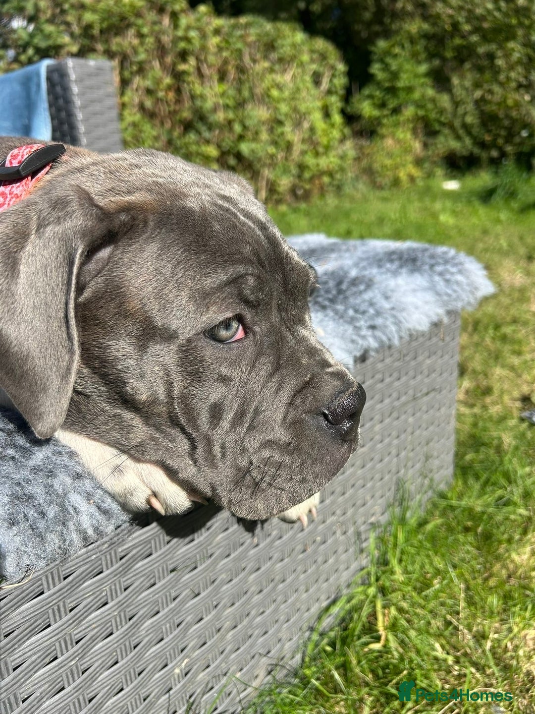 Mixed Breed dogs for sale: Canecorsa/greatdane - Image 2