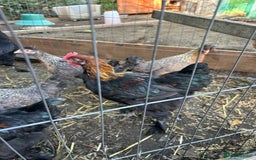 Chickens poultry for sale: French copper maran - Image 4