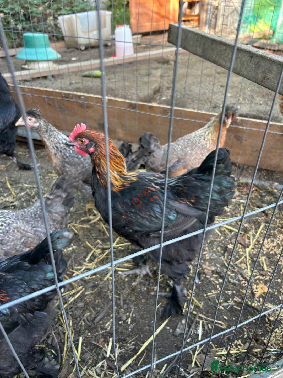 Chickens poultry for sale: French copper maran - Image 4