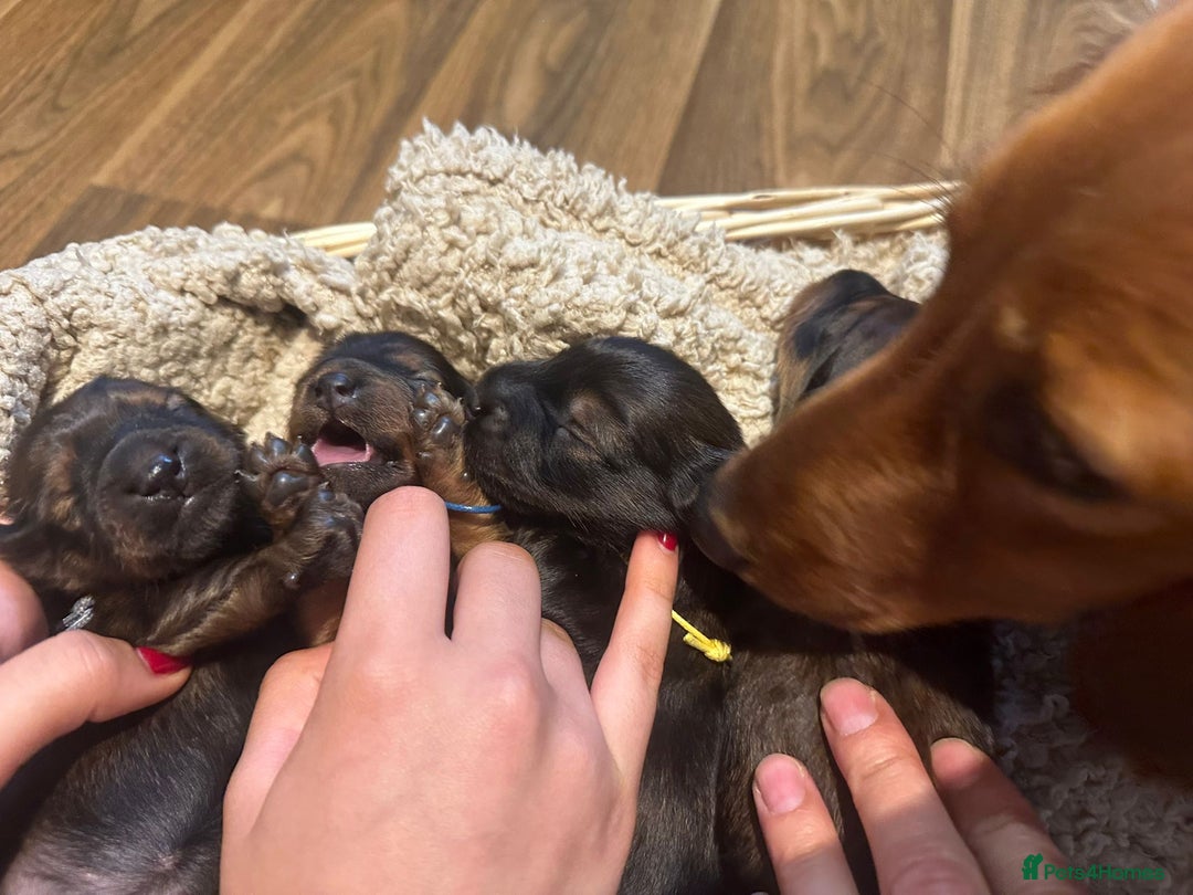 Dachshund dogs for sale: 5 beautiful long-haired Dachshunds pupps - Image 8