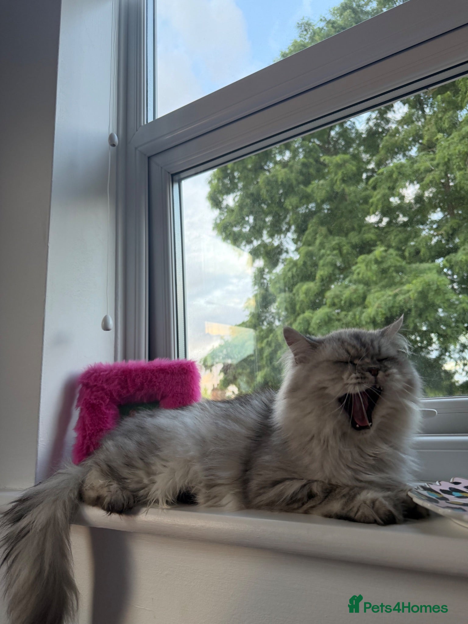 Persian cats 18 month Persian male  - Advert 1