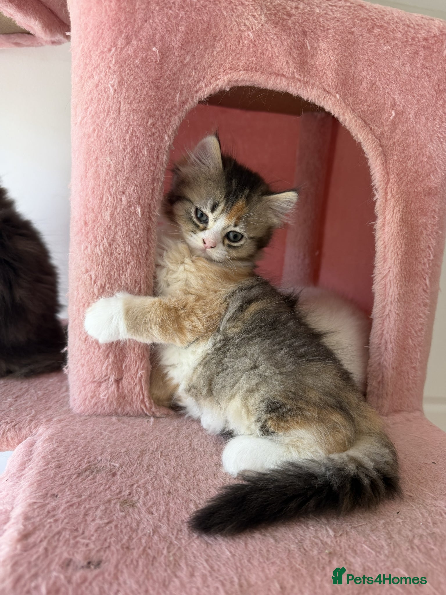 British Longhair cats for sale: adorable British longhair & shorthair Ready now - Advert 8
