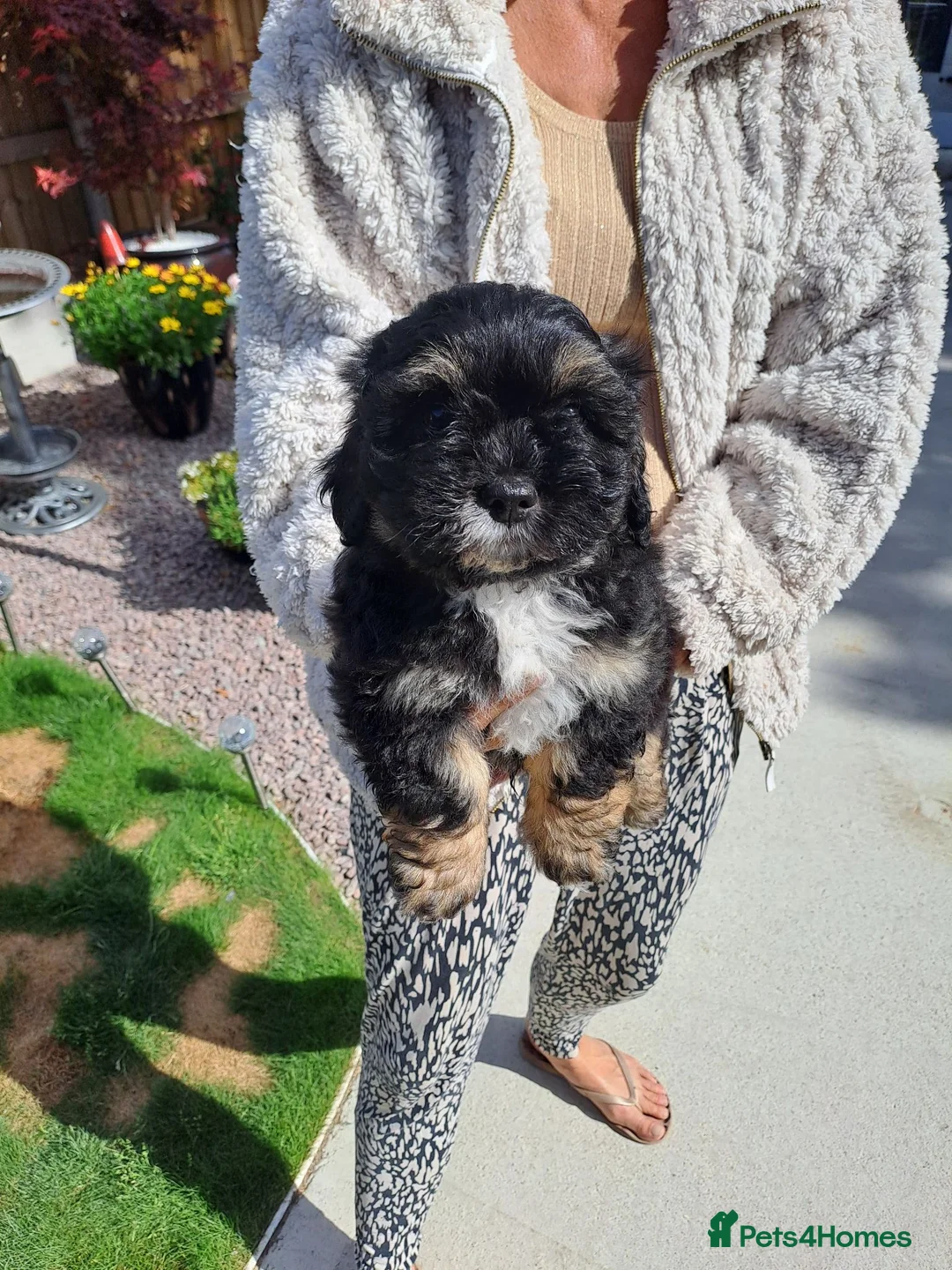 Lhasapoo dogs for sale: Lhasapoo Puppies  - Advert 1